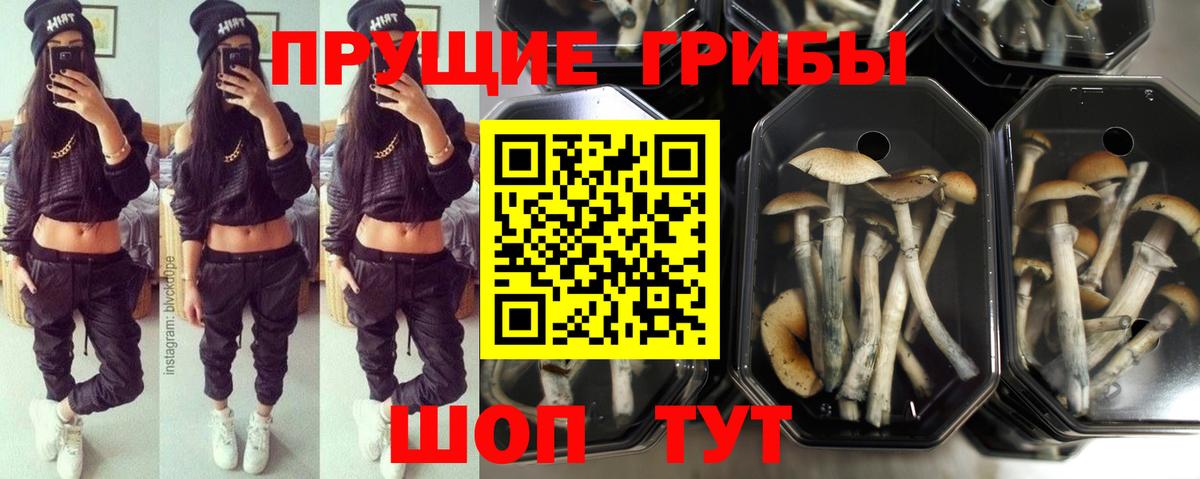 Псилоцибиновые грибы прущие грибы  Вход с VPN  Янаул  Псилоцибиновые грибы мицелий 